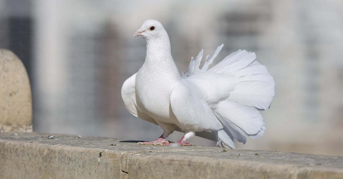 Graceful white dove perched on a ledge with blurred cityscape background.